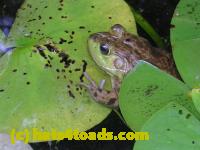/home//u458753944/public_html/sourcegallery//Frogs/More bullfrogs/DSCN5257.JPG